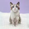 Freshcut Paper Pop Up Pet Cards, Black Cat, Gifts for Cat Lovers, Gifts for Mom with Mother’s Day Accessory Sheet, Notecard & Envelope, 3D Popup Greeting Card, Mother’s Day Cards(Ragdoll Cat)