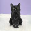 Freshcut Paper Pop Up Pet Cards, Black Cat, Gifts for Cat Lovers, Gifts for Mom with Mother’s Day Accessory Sheet, Notecard & Envelope, 3D Popup Greeting Card, Mother’s Day Cards(Black Cat)