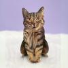 Freshcut Paper Pop Up Pet Cards, Black Cat, Gifts for Cat Lovers, Gifts for Mom with Mother’s Day Accessory Sheet, Notecard & Envelope, 3D Popup Greeting Card, Mother’s Day Cards(Brown Tabby)