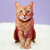 Freshcut Paper Pop Up Pet Cards, Black Cat, Gifts for Cat Lovers, Gifts for Mom with Mother’s Day Accessory Sheet, Notecard & Envelope, 3D Popup Greeting Card, Mother’s Day Cards(Orange Tabby)