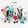 Freshcut Paper Pop Up Pet Cards, Gifts for Dog Lovers, Birthday Cards with Accessory Sheet, Note Card & Envelope, 3D Popup Greeting Card, Pit Bull(Boston Terrier)
