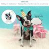 Freshcut Paper Pop Up Pet Cards, Gifts for Dog Lovers, Birthday Cards with Accessory Sheet, Note Card & Envelope, 3D Popup Greeting Card, Pit Bull(Boston Terrier)