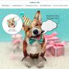 Freshcut Paper Pop Up Pet Cards, Gifts for Dog Lovers, Birthday Cards with Accessory Sheet, Note Card & Envelope, 3D Popup Greeting Card, Pit Bull(Corgi)