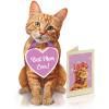 Freshcut Paper Pop Up Pet Cards, Black Cat, Gifts for Cat Lovers, Gifts for Mom with Mother’s Day Accessory Sheet, Notecard & Envelope, 3D Popup Greeting Card, Mother’s Day Cards(Orange Tabby)