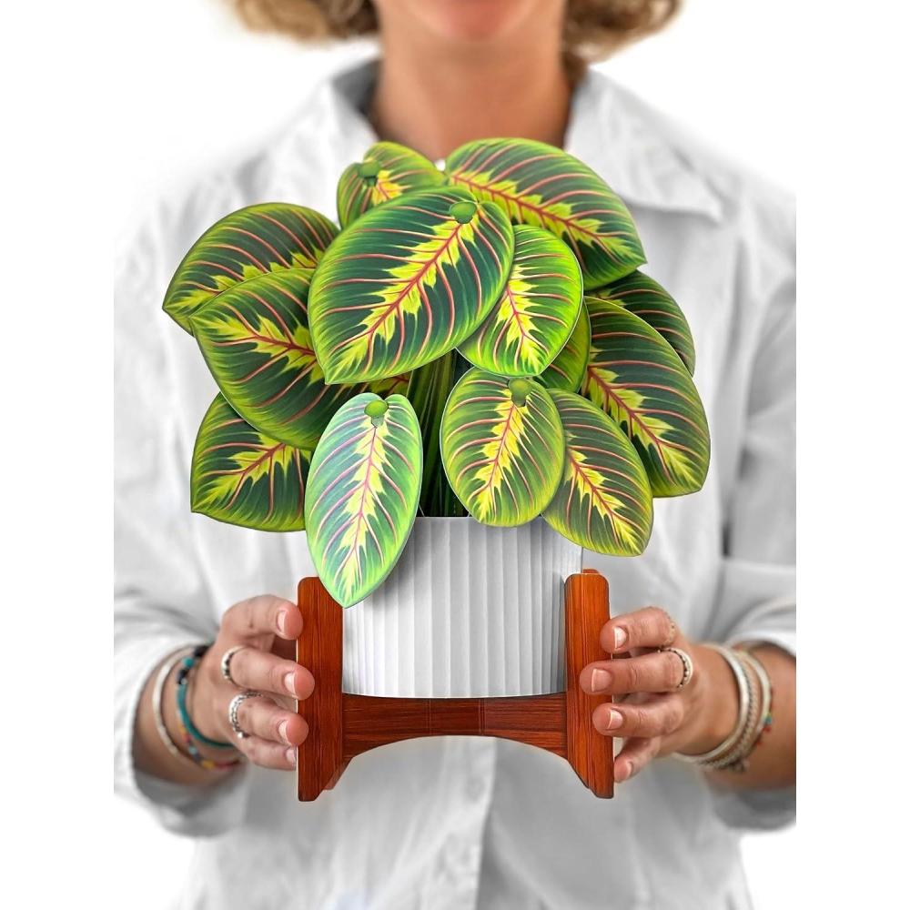 imageFreshcut Paper Pop Up Cards Prayer Plant 12 Inch Life Sized Paper House Plants 3D Popup Greeting Cards Birthday Card Get Well Gifts Blank Notecard ampamp EnvelopePrayer Plant
