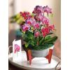 Freshcut Paper Pop Up Cards, Orchid Oasis, 12 Inch Life Sized Forever Flower Bouquet 3D Popup Greeting Card, Birthday Cards, Get Well Gifts, Blank Notecard & Envelope(Orchid Oasis)