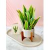 Freshcut Paper Pop Up Cards, Prayer Plant, 12 Inch Life Sized Paper House Plants 3D Popup Greeting Cards, Birthday Card, Get Well Gifts, Blank Notecard & Envelope(Snake Plant)