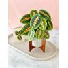 Freshcut Paper Pop Up Cards, Prayer Plant, 12 Inch Life Sized Paper House Plants 3D Popup Greeting Cards, Birthday Card, Get Well Gifts, Blank Notecard & Envelope(Prayer Plant)