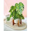 Freshcut Paper Pop Up Cards, Prayer Plant, 12 Inch Life Sized Paper House Plants 3D Popup Greeting Cards, Birthday Card, Get Well Gifts, Blank Notecard & Envelope(Monstera)