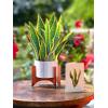 Freshcut Paper Pop Up Cards, Prayer Plant, 12 Inch Life Sized Paper House Plants 3D Popup Greeting Cards, Birthday Card, Get Well Gifts, Blank Notecard & Envelope(Snake Plant)