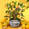 Freshcut Paper Pop Up Cards, Prayer Plant, 12 Inch Life Sized Paper House Plants 3D Popup Greeting Cards, Birthday Card, Get Well Gifts, Blank Notecard & Envelope(Lemon Blossom Tree)