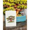 Freshcut Paper Pop Up Cards, Prayer Plant, 12 Inch Life Sized Paper House Plants 3D Popup Greeting Cards, Birthday Card, Get Well Gifts, Blank Notecard & Envelope(Bonsai)