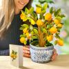 Freshcut Paper Pop Up Cards, Prayer Plant, 12 Inch Life Sized Paper House Plants 3D Popup Greeting Cards, Birthday Card, Get Well Gifts, Blank Notecard & Envelope(Lemon Blossom Tree)
