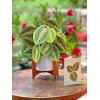 Freshcut Paper Pop Up Cards, Prayer Plant, 12 Inch Life Sized Paper House Plants 3D Popup Greeting Cards, Birthday Card, Get Well Gifts, Blank Notecard & Envelope(Prayer Plant)