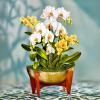 Freshcut Paper Pop Up Cards, Serenity Orchid, 12 Inch Life Sized Forever Flower Bouquet 3D Popup Greeting Card, Birthday Cards, Get Well Gifts, Blank Notecard & Envelope(Serenity Orchid)