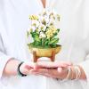 Freshcut Paper Pop Up Cards, Mini English Daffodils, 6 Inch Mini Sized Forever Flower Bouquet 3D Popup Greeting Cards, Birthday Cards, Get Well Gifts, Blank Notecard & Envelope(Serenity Orchid)