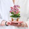 Freshcut Paper Pop Up Cards, Mini Orchid Oasis, 6 Inch Mini Sized Forever Flower Bouquet 3D Popup Greeting Cards, Birthday Card, Get Well Gifts, Blank Notecard & Envelope(Orchid Oasis)