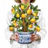 Freshcut Paper Pop Up Cards, Prayer Plant, 12 Inch Life Sized Paper House Plants 3D Popup Greeting Cards, Birthday Card, Get Well Gifts, Blank Notecard & Envelope(Lemon Blossom Tree)