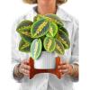 Freshcut Paper Pop Up Cards, Prayer Plant, 12 Inch Life Sized Paper House Plants 3D Popup Greeting Cards, Birthday Card, Get Well Gifts, Blank Notecard & Envelope(Prayer Plant)